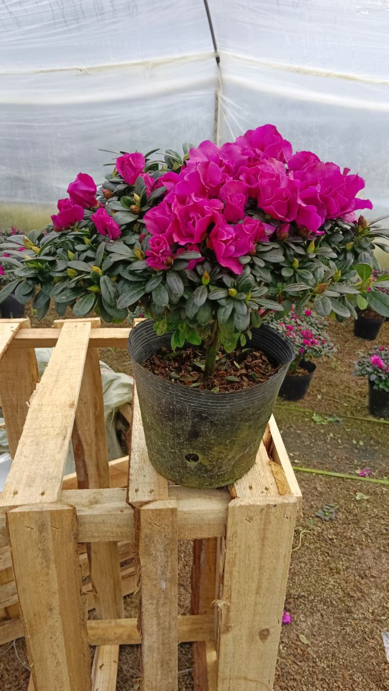 紫色杜鹃花