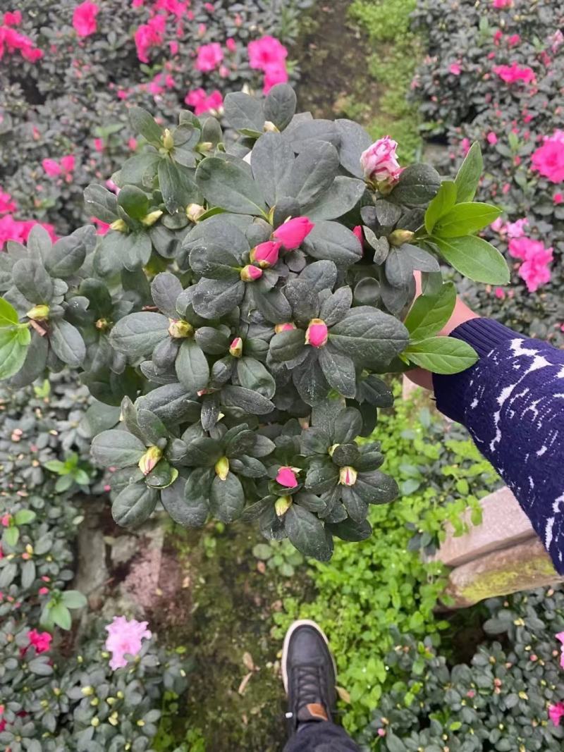紫色杜鹃花