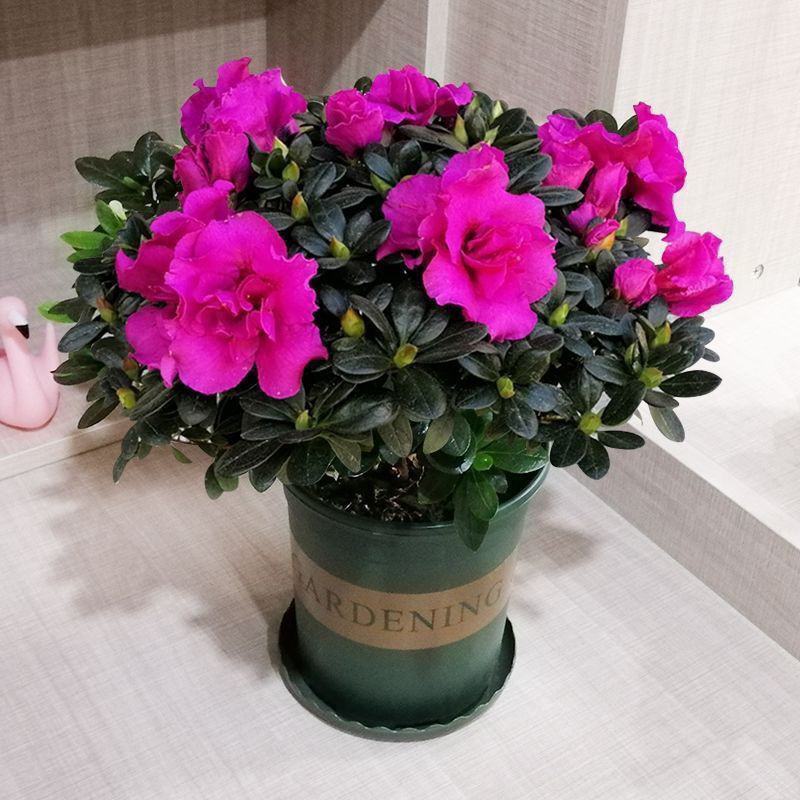 紫色杜鹃花