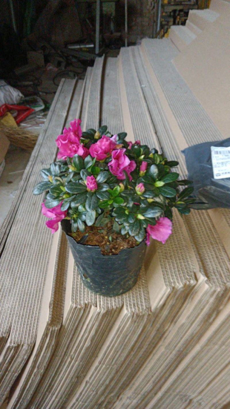 紫色杜鹃花