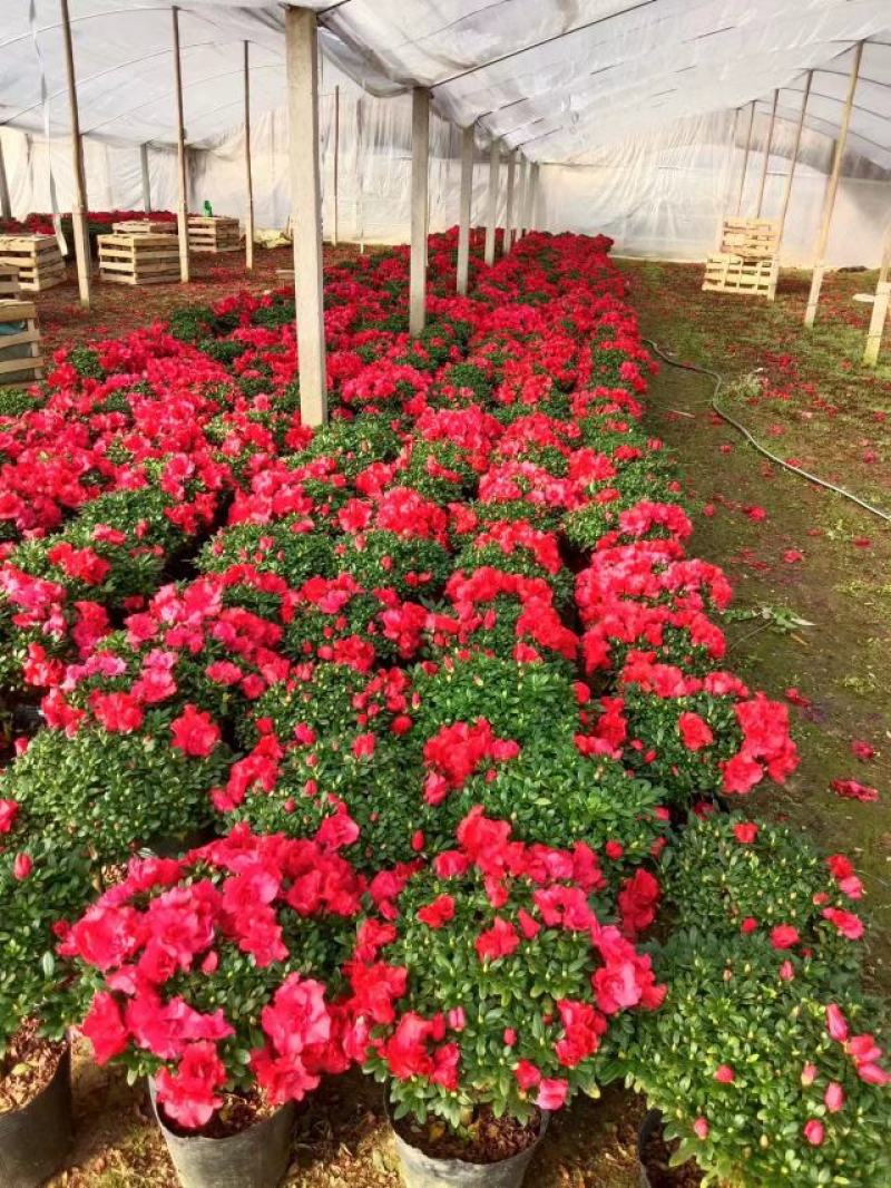 紫色杜鹃花