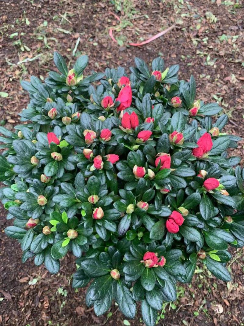 紫色杜鹃花