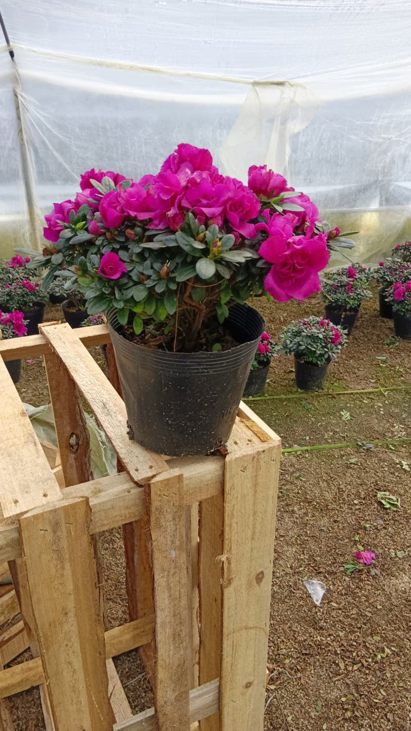 紫色杜鹃花