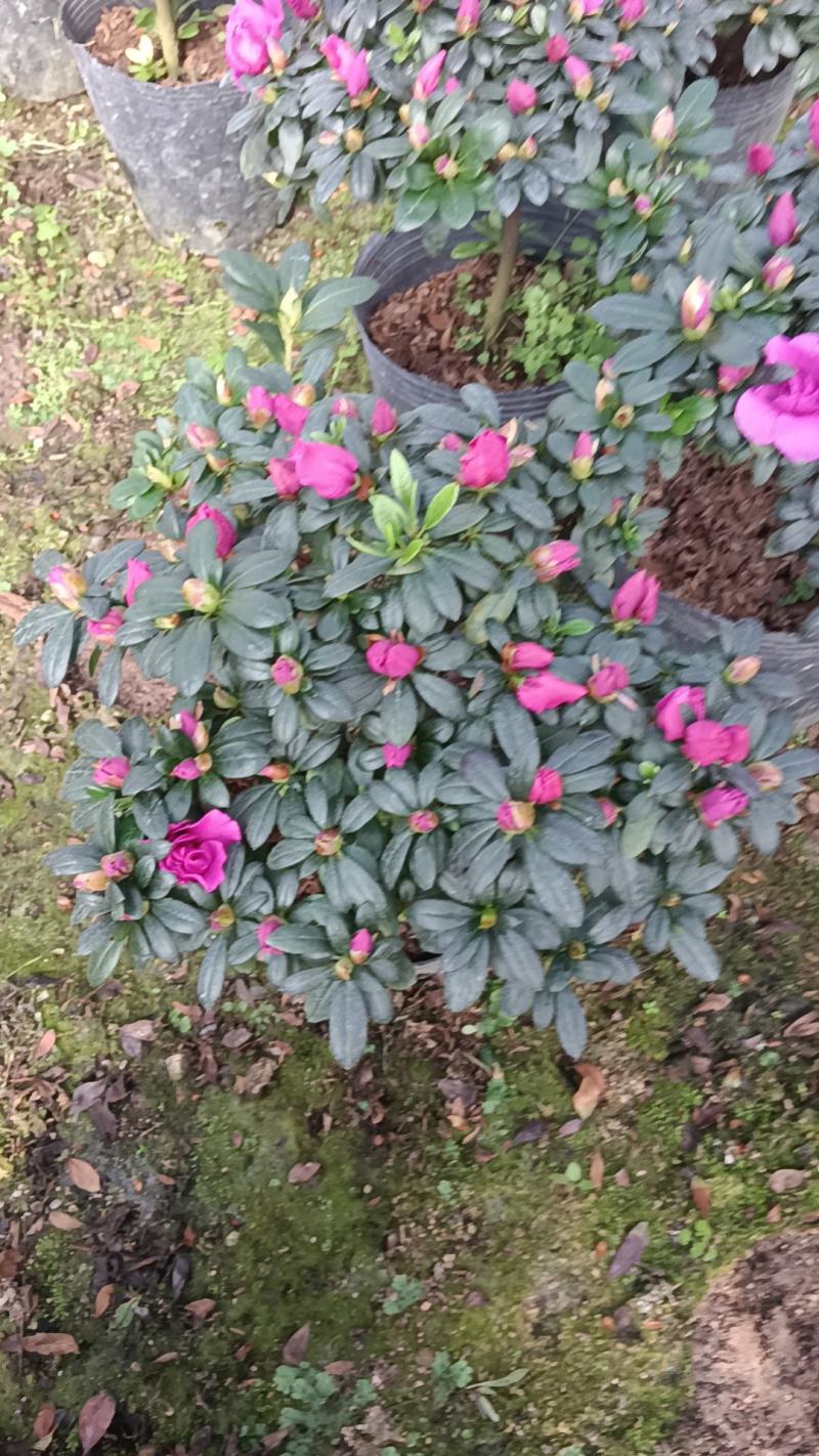 紫色杜鹃花