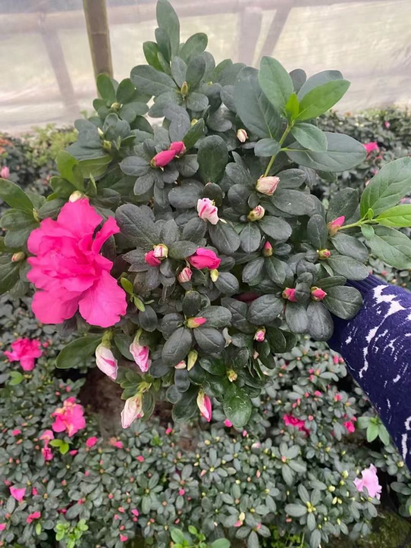 紫色杜鹃花