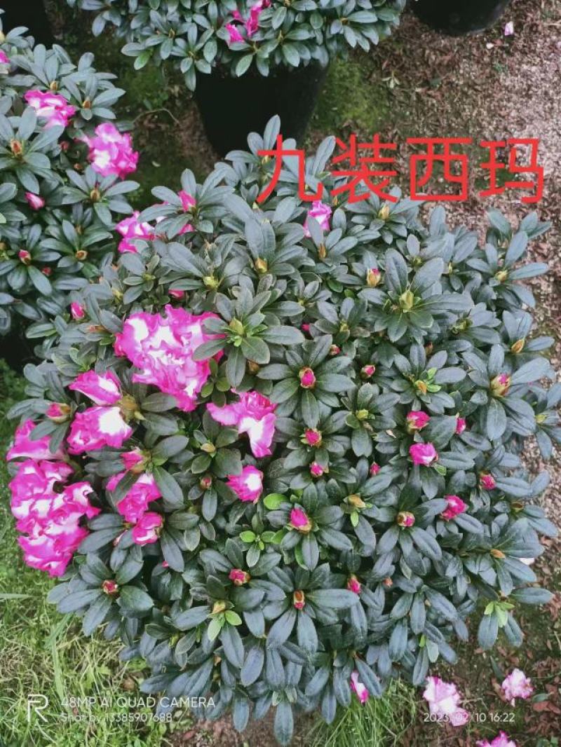 梅红杜鹃花