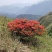 映山红