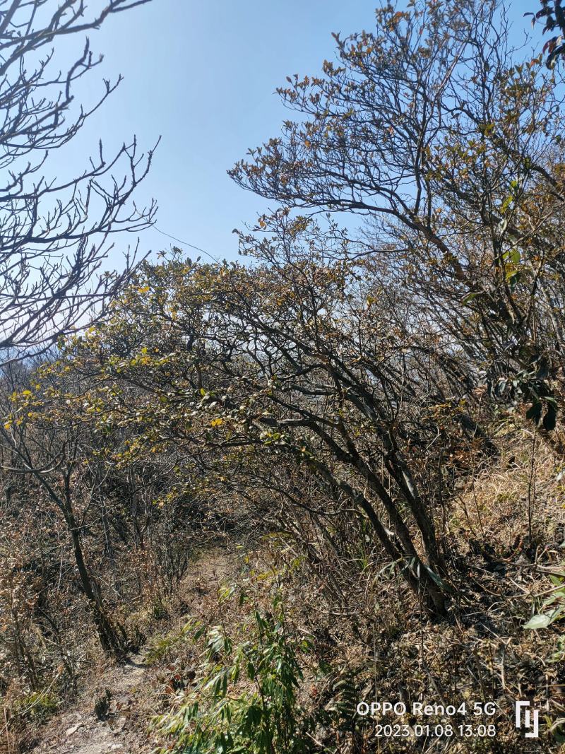 映山红