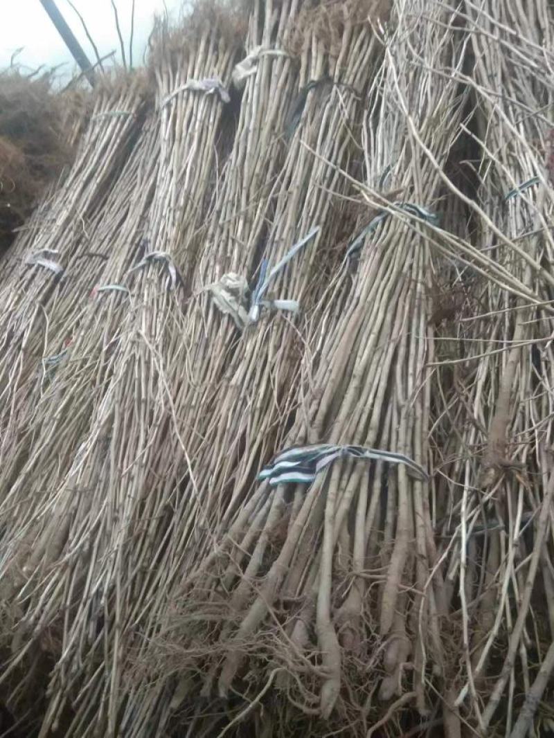 银杏苗1到6公分基地大量出售裸根带土球皆可保成活率