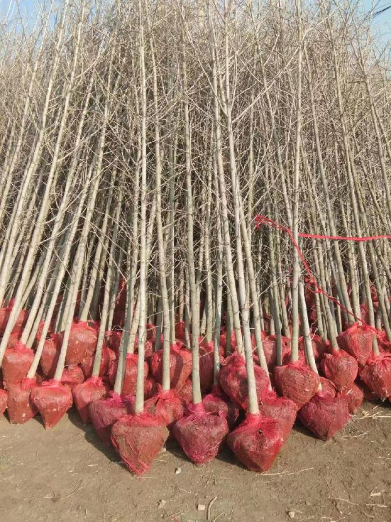 银杏苗1到6公分基地大量出售裸根带土球皆可保成活率