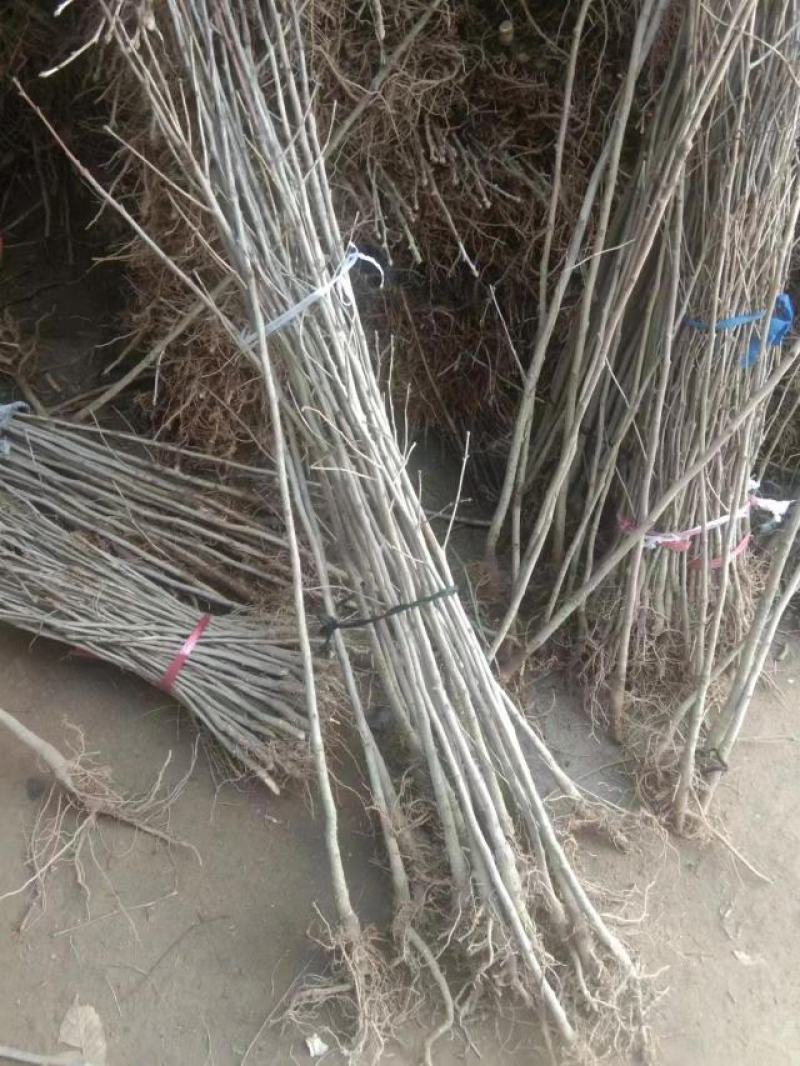 银杏苗1到6公分基地大量出售裸根带土球皆可保成活率