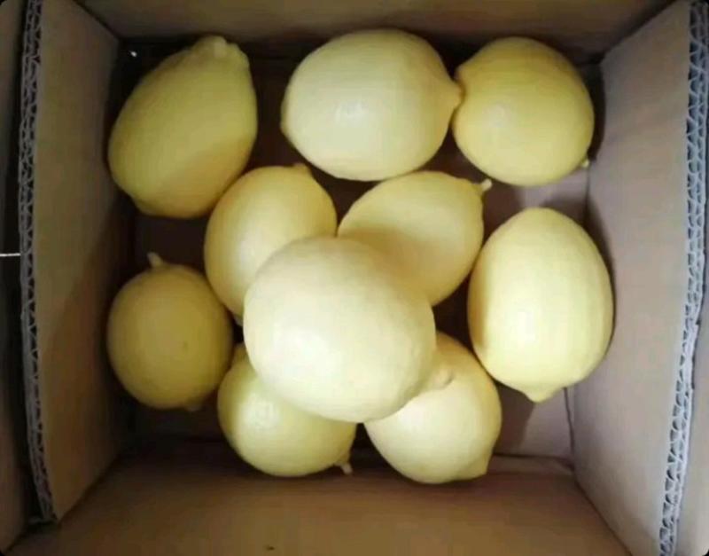 黄金柠檬苗，诚信经营质量保证