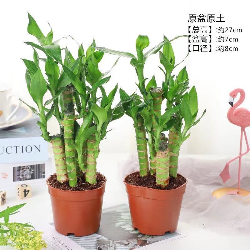 步步高观音竹富贵竹荷花竹水养土培盆栽室内植物吸甲醛水