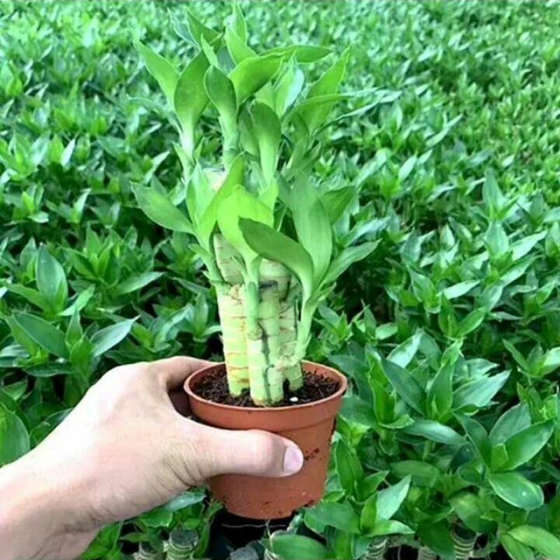 步步高观音竹富贵竹荷花竹水养土培盆栽室内植物吸甲醛水