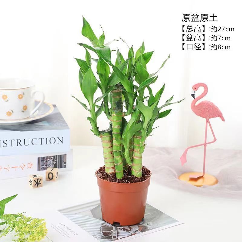 步步高观音竹富贵竹荷花竹水养土培盆栽室内植物吸甲醛水
