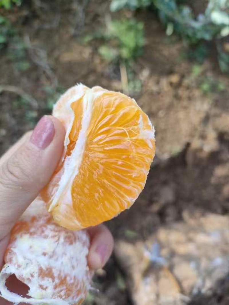石棉黄果柑，又名黄金果，小丑橘口感好价格优惠