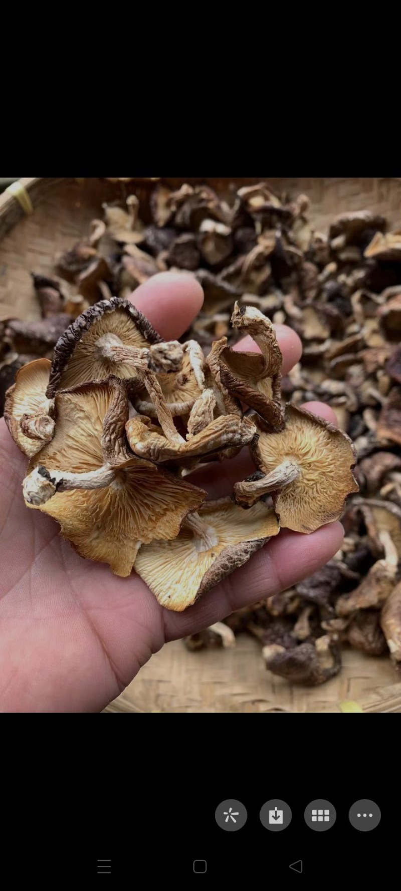 冬菇又叫野生香菇干货