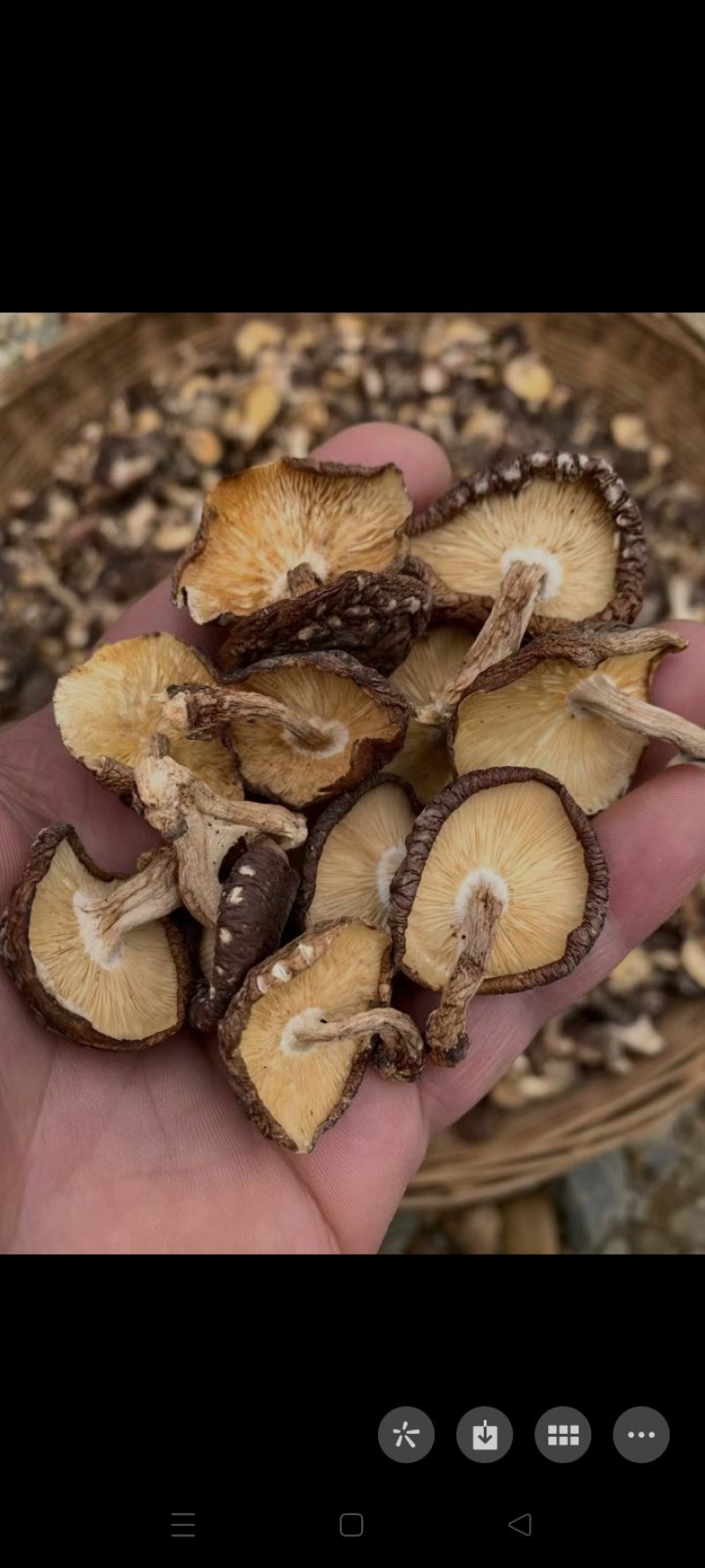 冬菇又叫野生香菇干货