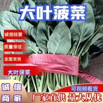 河南滑县大叶菠菜大量上市了，株高二十五公左右，大量有货