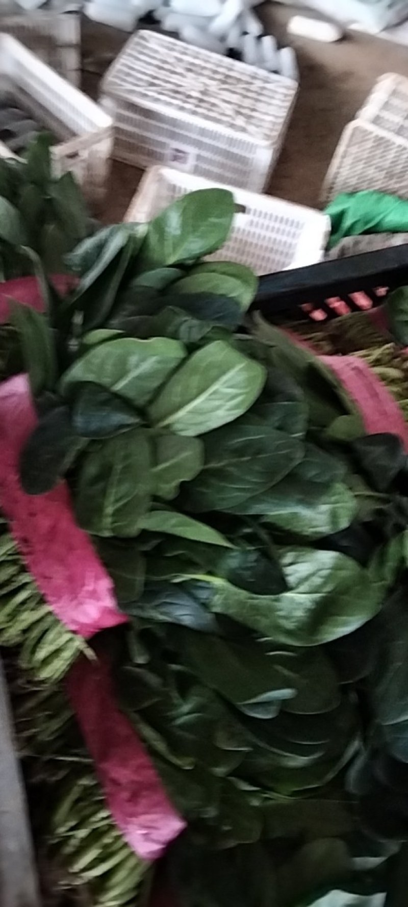 河南滑县大叶菠菜大量上市了，株高二十五公左右，大量有货