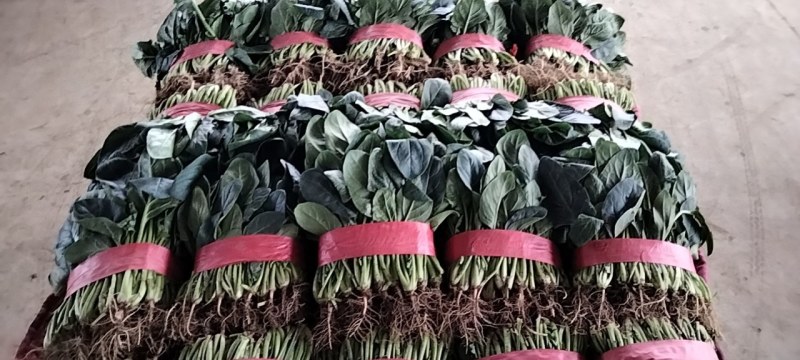 河南滑县大叶菠菜大量上市了，株高二十五公左右，大量有货