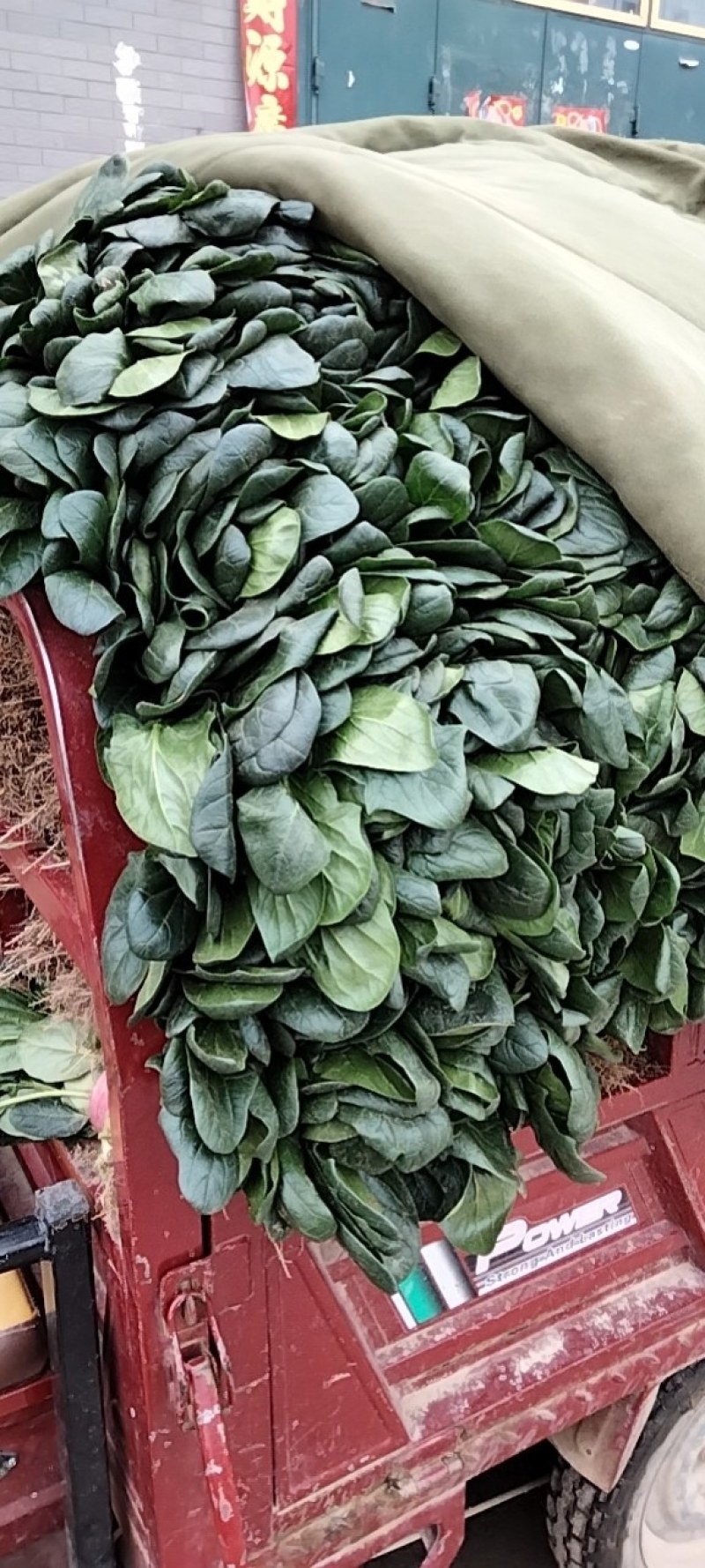 河南滑县大叶菠菜大量上市了，株高二十五公左右，大量有货