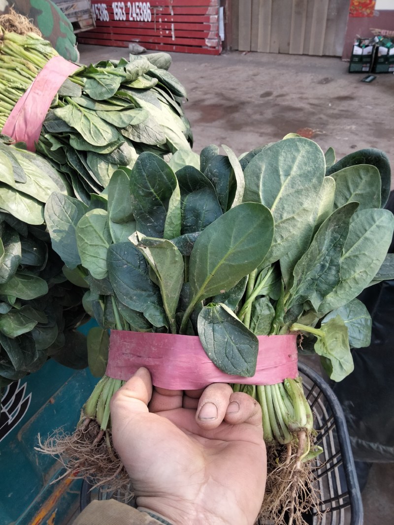 河南滑县大叶菠菜大量上市了，株高二十五公左右，大量有货