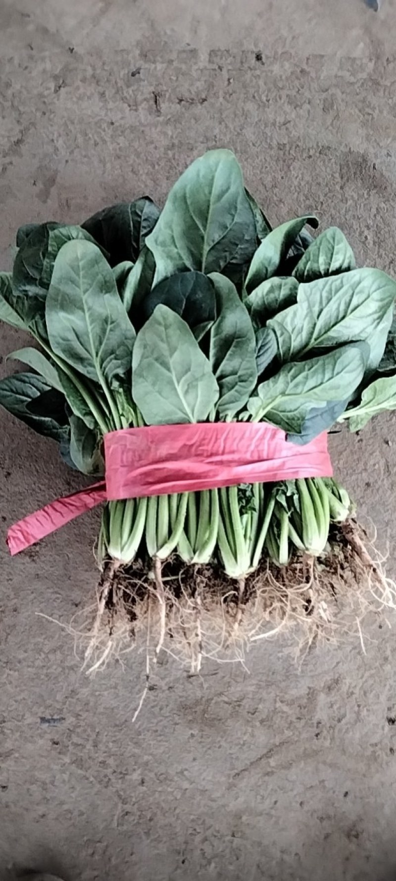 河南滑县大叶菠菜大量上市了，株高二十五公左右，大量有货