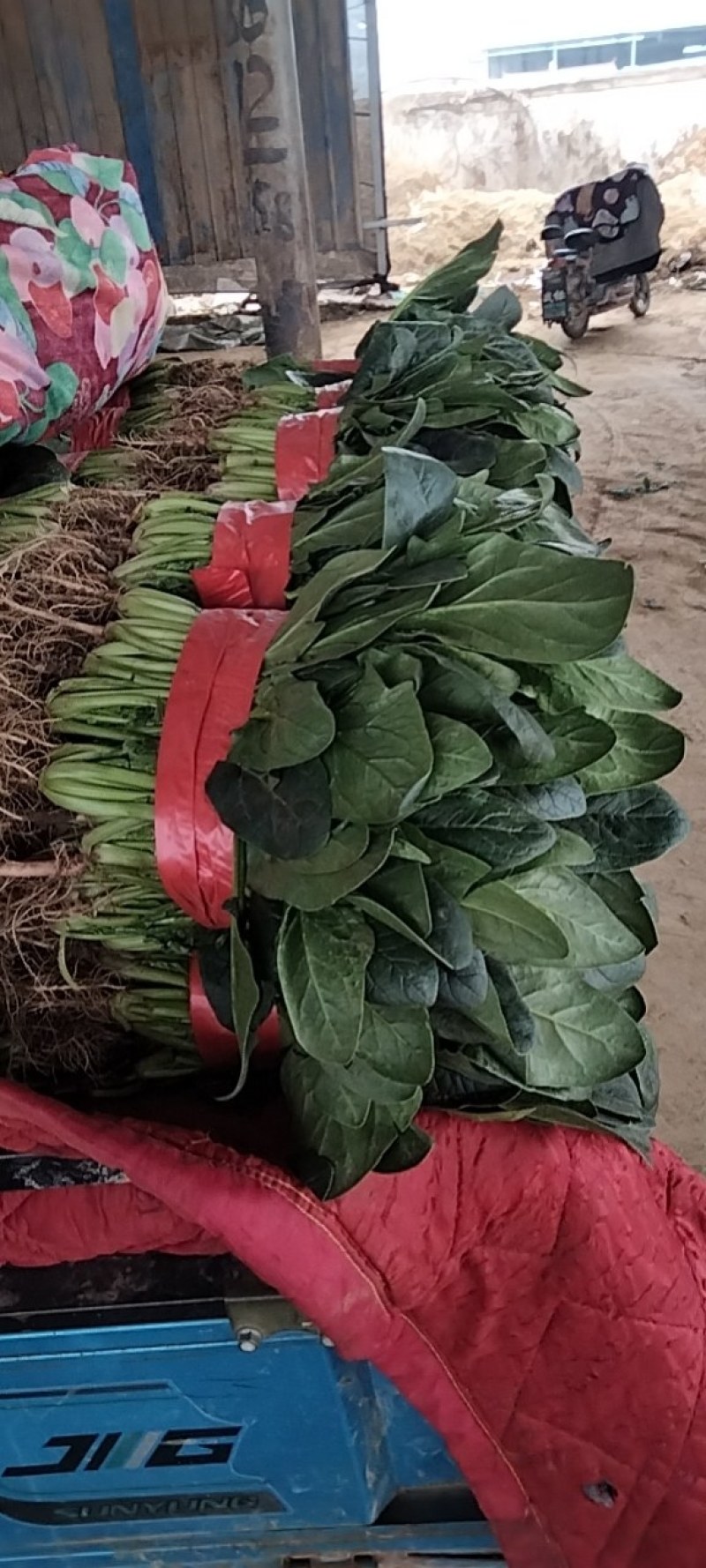 河南滑县大叶菠菜大量上市了，株高二十五公左右，大量有货