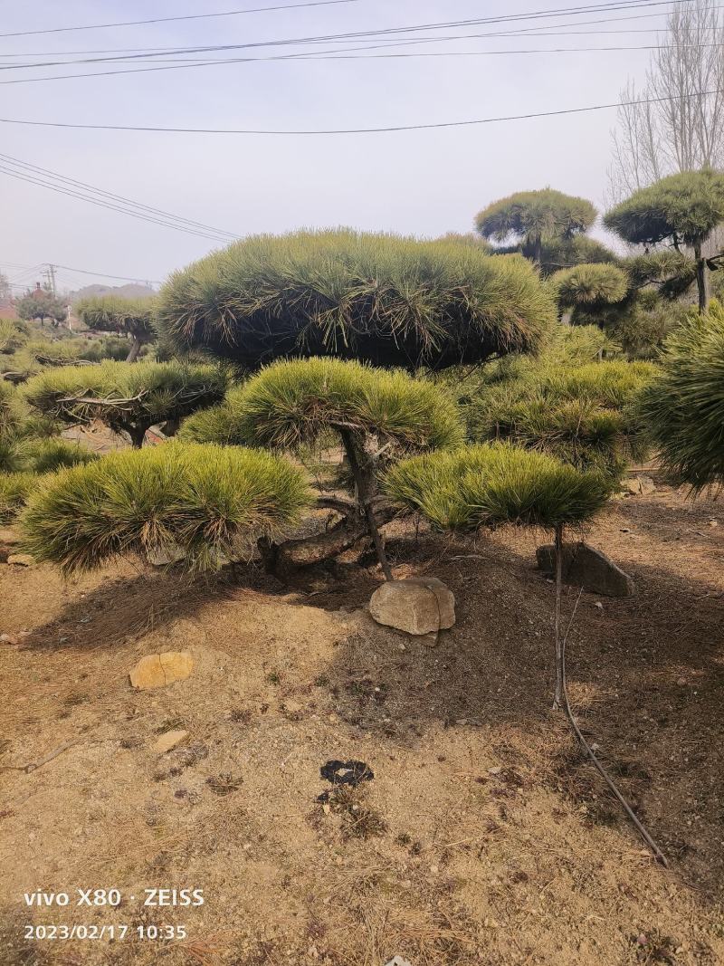 大型盆景松地景松迎客松，黑松盆景，庭院松，一棵也是批发价