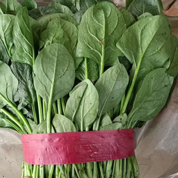河北邯郸产地货源新鲜采摘菠菜
