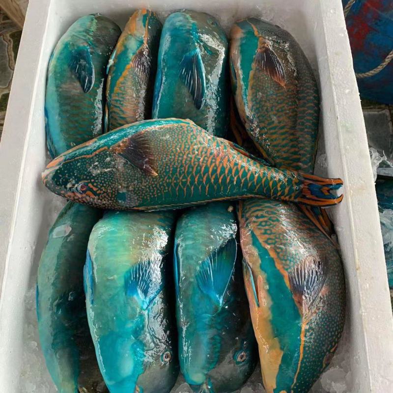 青衣鱼