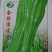 【精品苗】辣椒苗薄皮菜椒苗泡椒苗苏椒5号抗病免费技术指导