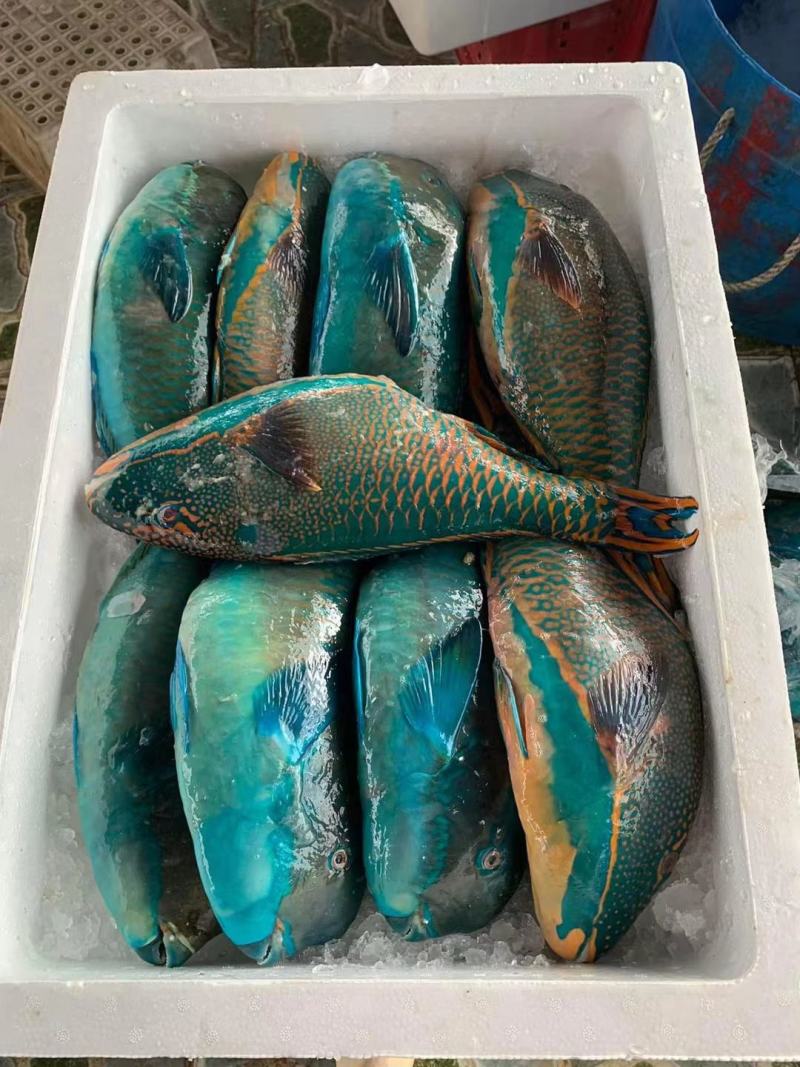 青衣鱼