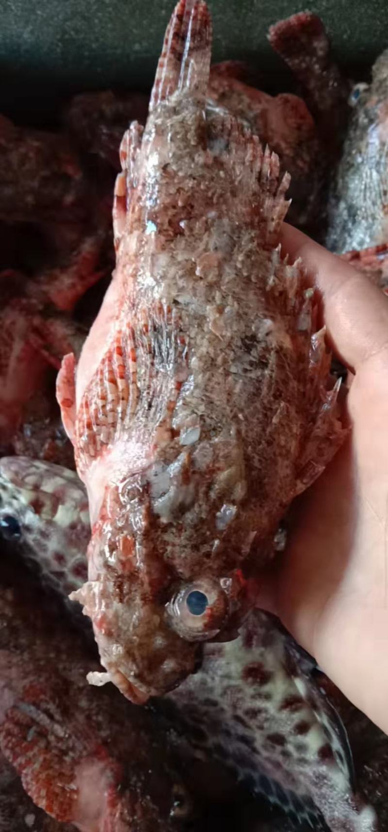 青衣鱼