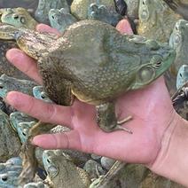 牛蛙产地大量活体牛蛙肉多多水产田鸡现货现捞现发活物