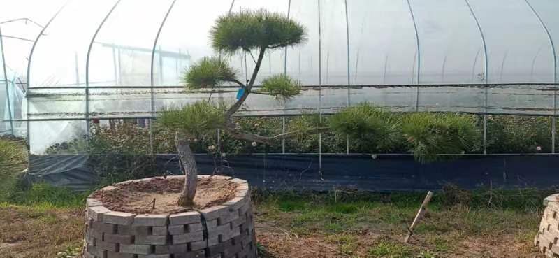 罗汉松土壤湿度检测示意图