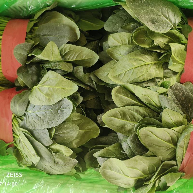 大叶菠菜长期供应，精品，通货都有，价格便宜，要的老板联系