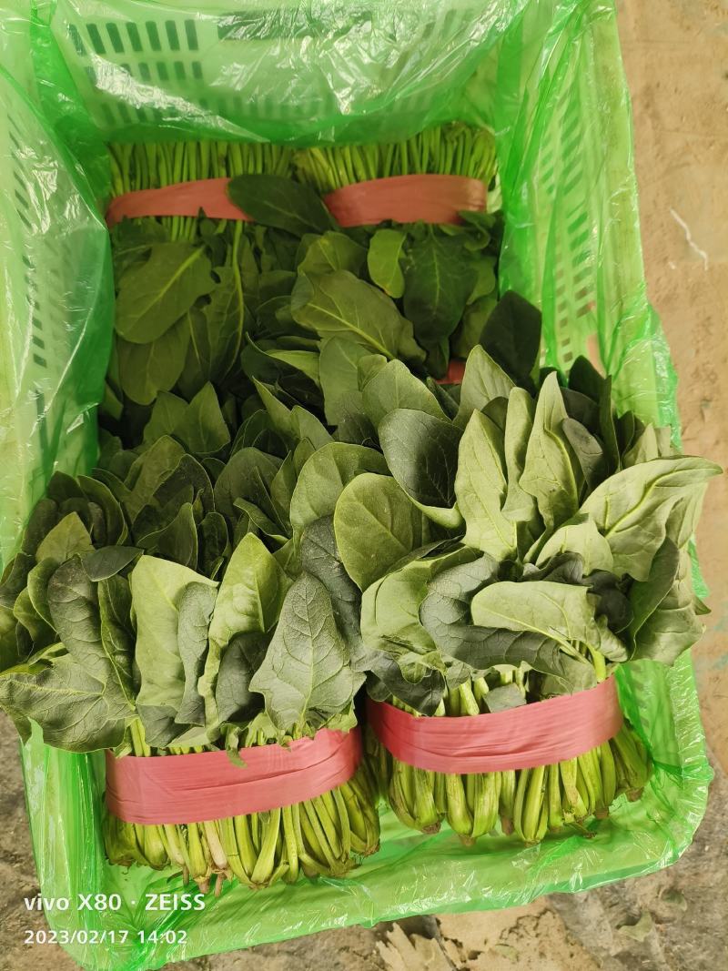 大叶菠菜长期供应，精品，通货都有，价格便宜，要的老板联系