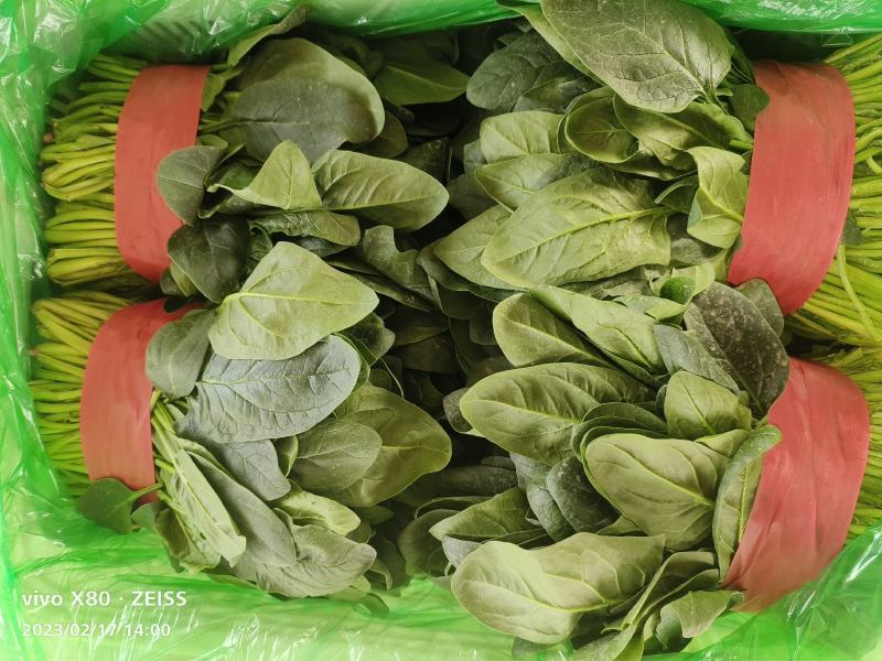 大叶菠菜长期供应，精品，通货都有，价格便宜，要的老板联系