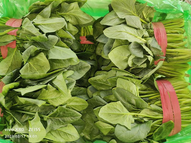 大叶菠菜长期供应，精品，通货都有，价格便宜，要的老板联系