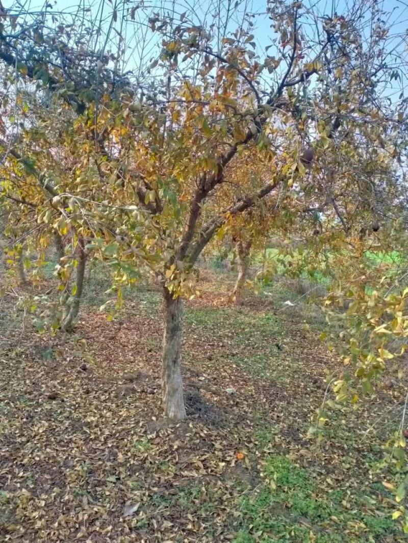 石榴树