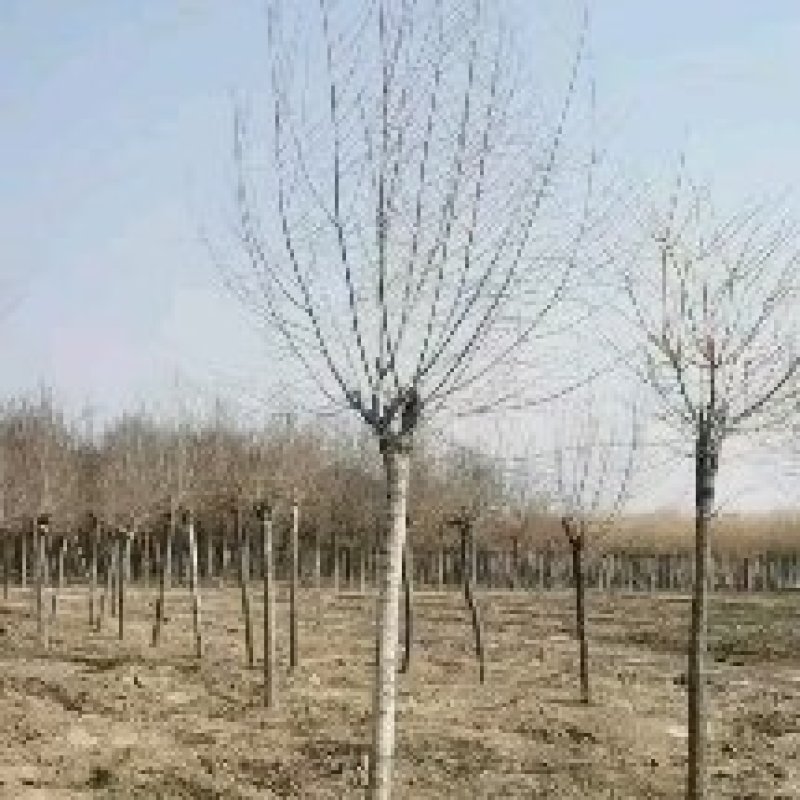 博野县城东镇里村奥森苗圃场出售胸径8-10公分高接金叶榆