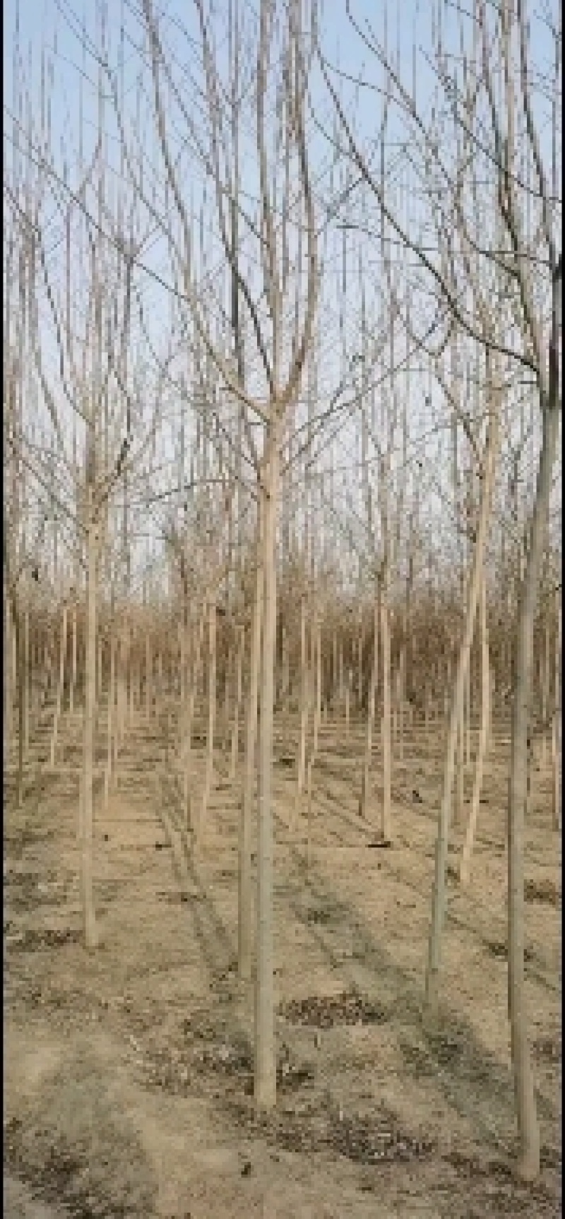 博野县城东镇里村奥森苗圃场出售胸径8-10公分高接金叶榆