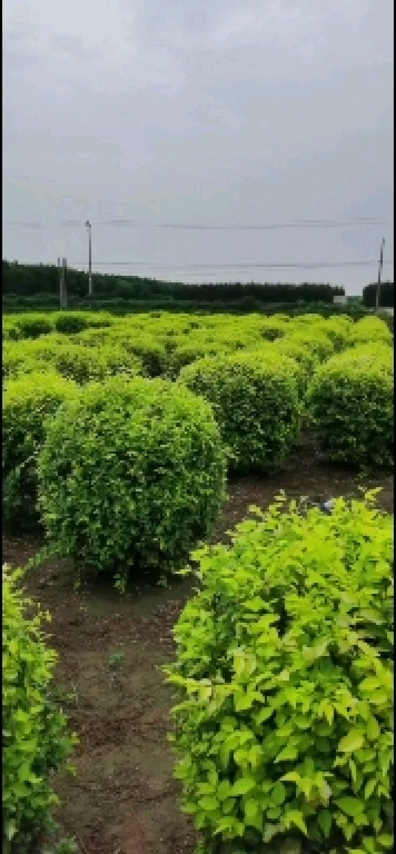 博野县城东镇里村奥森苗圃场出售胸径8-10公分高接金叶榆