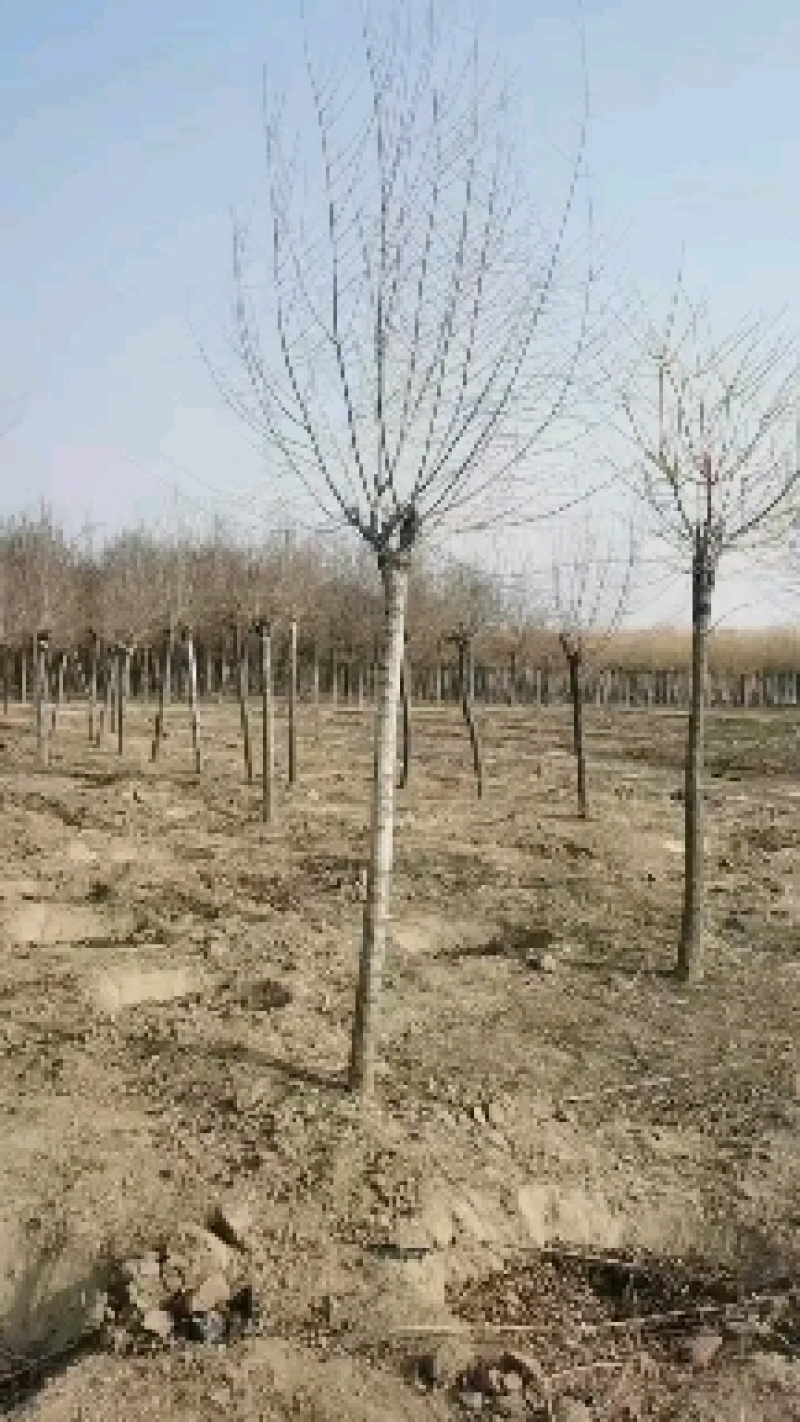 博野县城东镇里村奥森苗圃场出售胸径8-10公分高接金叶榆