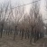 博野县城东镇里村奥森苗圃场出售胸径8-10公分高接金叶榆