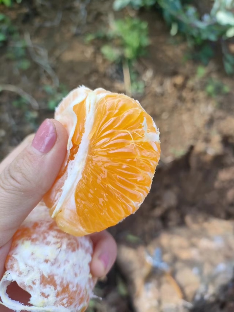 精品黄果柑产地大量供应代发全国可视频看货