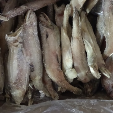 豆腐鱼、龙头鱼