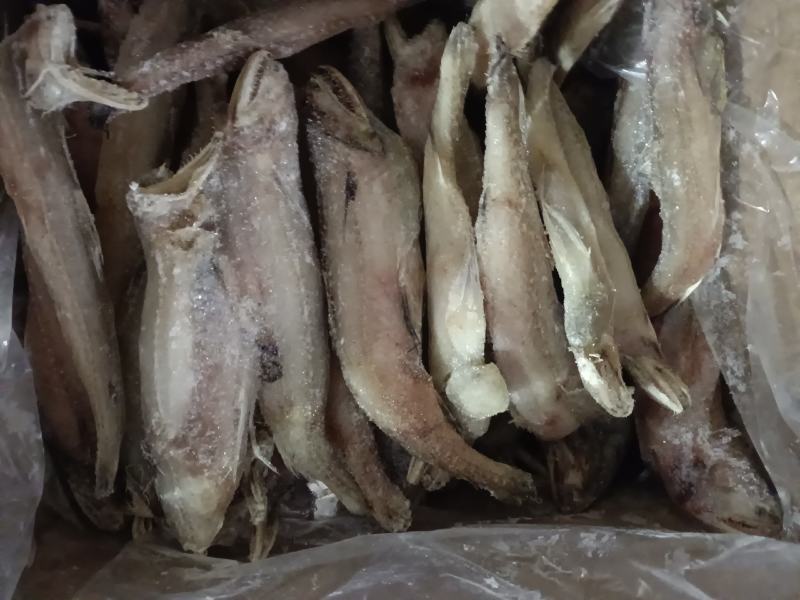 豆腐鱼、龙头鱼